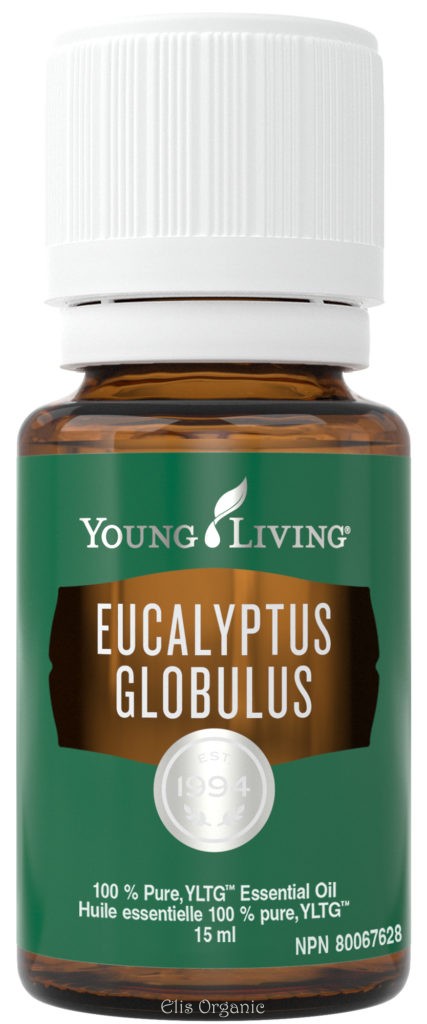 eucalyptus globulus