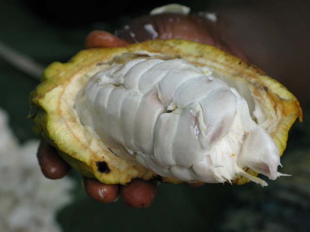 cocoa beans fresh, granos del cacao